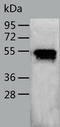 RUNX Family Transcription Factor 3 antibody, TA322761, Origene, Western Blot image 