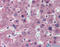 Hyaluronidase 1 antibody, ARP50812_P050, Aviva Systems Biology, Immunohistochemistry frozen image 