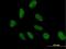 Nucleosome Assembly Protein 1 Like 3 antibody, H00004675-B01P, Novus Biologicals, Immunocytochemistry image 