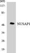 Nucleolar And Spindle Associated Protein 1 antibody, LS-C200291, Lifespan Biosciences, Western Blot image 