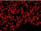 Nuclear Mitotic Apparatus Protein 1 antibody, NB100-74636, Novus Biologicals, Immunocytochemistry image 