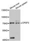 CPSF73 antibody, abx125711, Abbexa, Western Blot image 