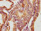 Glycosylphosphatidylinositol Specific Phospholipase D1 antibody, CSB-PA009721LA01HU, Cusabio, Immunohistochemistry frozen image 