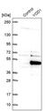YOD1 Deubiquitinase antibody, PA5-55837, Invitrogen Antibodies, Western Blot image 