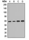 Phosphoglycerate Dehydrogenase antibody, orb411781, Biorbyt, Western Blot image 