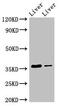 Glyoxylate reductase/hydroxypyruvate reductase antibody, CSB-PA009897HA01HU, Cusabio, Western Blot image 