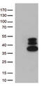 Transcription cofactor vestigial-like protein 3 antibody, CF812791, Origene, Western Blot image 
