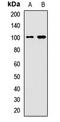 Bromodomain Containing 7 antibody, orb412085, Biorbyt, Western Blot image 