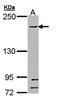 Structural Maintenance Of Chromosomes 1B antibody, orb69920, Biorbyt, Western Blot image 