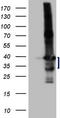 Lck Interacting Transmembrane Adaptor 1 antibody, LS-C791362, Lifespan Biosciences, Western Blot image 
