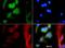 MAS1 Proto-Oncogene, G Protein-Coupled Receptor antibody, NBP1-78444, Novus Biologicals, Immunofluorescence image 