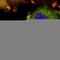 Optineurin antibody, HPA003279, Atlas Antibodies, Immunofluorescence image 