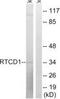 RNA 3'-Terminal Phosphate Cyclase antibody, PA5-39429, Invitrogen Antibodies, Western Blot image 