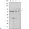 PR domain zinc finger protein 1 antibody, LS-C812511, Lifespan Biosciences, Western Blot image 
