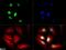 Histone Cluster 2 H3 Family Member D antibody, NB21-1162, Novus Biologicals, Immunofluorescence image 