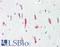 PRP antibody, LS-B10193, Lifespan Biosciences, Immunohistochemistry paraffin image 