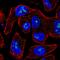 Meiosis 1 Associated Protein antibody, HPA045420, Atlas Antibodies, Immunocytochemistry image 