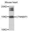 Catenin Beta Interacting Protein 1 antibody, STJ29202, St John