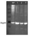 Heat Shock Protein Family D (Hsp60) Member 1 antibody, orb67504, Biorbyt, Western Blot image 