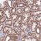 Mitochondrial Ribosomal Protein S18C antibody, HPA050404, Atlas Antibodies, Immunohistochemistry paraffin image 