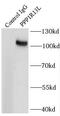 RelA-associated inhibitor antibody, FNab06701, FineTest, Immunoprecipitation image 