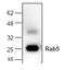 RAB5A, Member RAS Oncogene Family antibody, AP00208PU-N, Origene, Western Blot image 