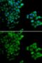 Proteasome subunit beta type-10 antibody, GTX32818, GeneTex, Immunocytochemistry image 