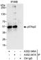 Cyclin Dependent Kinase Inhibitor 1C antibody, A302-347A, Bethyl Labs, Immunoprecipitation image 
