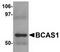 Breast Carcinoma Amplified Sequence 1 antibody, TA306931, Origene, Western Blot image 