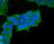 Myosin-11 antibody, A02422-1, Boster Biological Technology, Immunocytochemistry image 