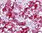 Vasoactive intestinal polypeptide receptor 1 antibody, MBS395971, MyBioSource, Immunohistochemistry paraffin image 
