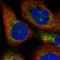 Rab11 family-interacting protein 3 antibody, HPA030086, Atlas Antibodies, Immunofluorescence image 
