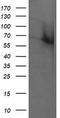 RTKN antibody, TA505051BM, Origene, Western Blot image 