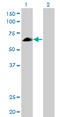 Eyes absent homolog 2 antibody, LS-C197173, Lifespan Biosciences, Western Blot image 