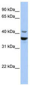 Neuronal Differentiation 1 antibody, TA335825, Origene, Western Blot image 