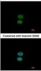 EF-Hand Domain Containing 2 antibody, NBP2-16279, Novus Biologicals, Immunofluorescence image 