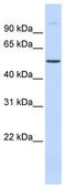 URI1 Prefoldin Like Chaperone antibody, TA339790, Origene, Western Blot image 