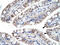C-C Motif Chemokine Ligand 18 antibody, 31-060, ProSci, Immunohistochemistry frozen image 
