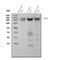 Voltage-dependent L-type calcium channel subunit alpha-1S antibody, A03006-1, Boster Biological Technology, Western Blot image 