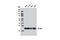 RAS Related antibody, 8446S, Cell Signaling Technology, Western Blot image 