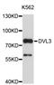 Segment polarity protein dishevelled homolog DVL-3 antibody, STJ23451, St John