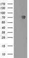 Myotubularin-related protein 2 antibody, NBP2-03384, Novus Biologicals, Western Blot image 
