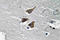 PLAU antibody, AP20580PU-N, Origene, Immunohistochemistry paraffin image 