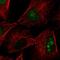 Protein FAM3A antibody, HPA056991, Atlas Antibodies, Immunofluorescence image 