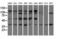 CD5 Molecule antibody, LS-C115331, Lifespan Biosciences, Western Blot image 