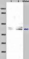 Pentraxin-related protein PTX3 antibody, orb100676, Biorbyt, Western Blot image 