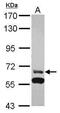 Zinc Finger Protein 567 antibody, PA5-31310, Invitrogen Antibodies, Western Blot image 
