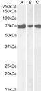 Inositol-Trisphosphate 3-Kinase C antibody, GTX47572, GeneTex, Western Blot image 