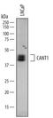 Calcium Activated Nucleotidase 1 antibody, PA5-47864, Invitrogen Antibodies, Western Blot image 
