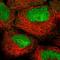 Homeobox B2 antibody, HPA047857, Atlas Antibodies, Immunofluorescence image 